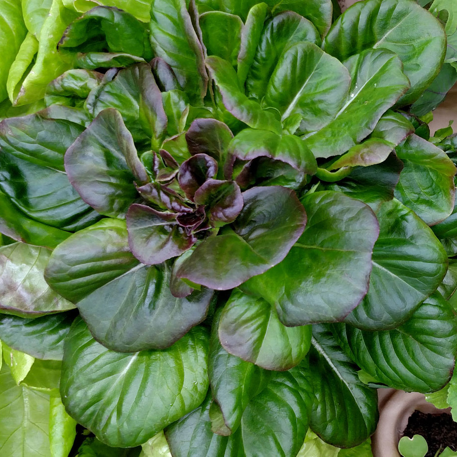 cabbage