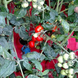 tomatoes